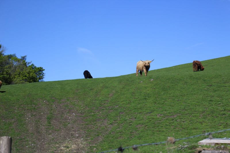 Highland Cattle