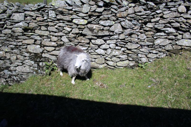 Herdwick sheep