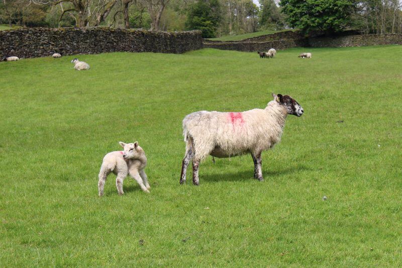 Hardwick sheep