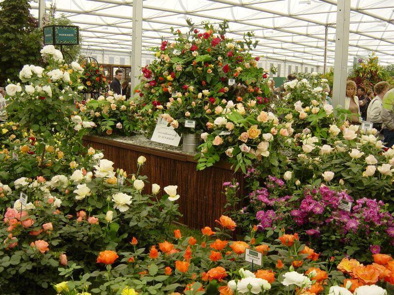 Roses at the Great Pavillion in RHS Chelsea Flower Show 2006