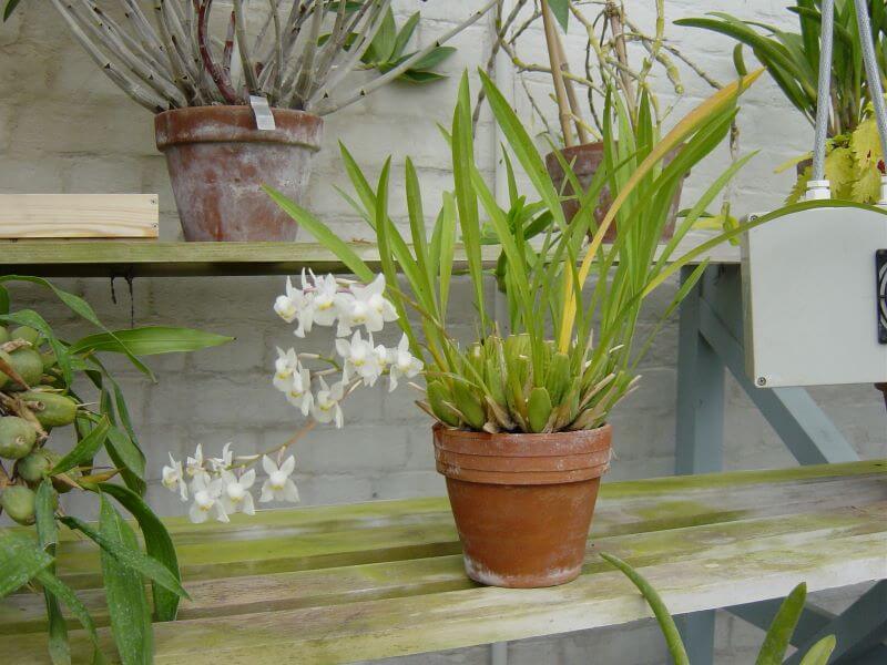 orchid in the glasshouse of Down House