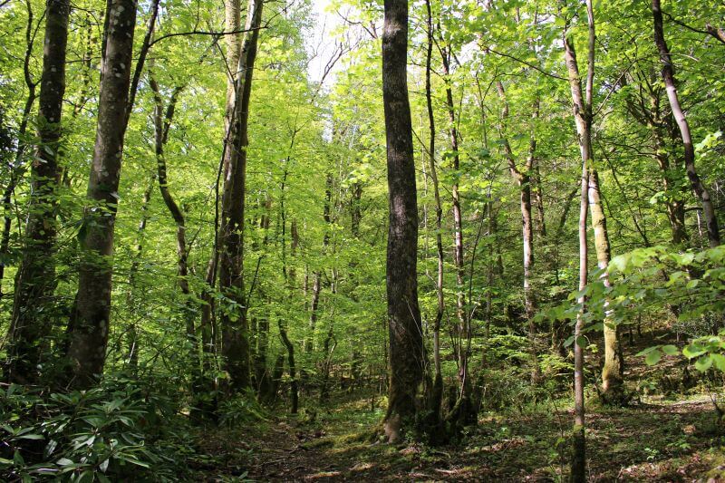 woods beside Derwentwater