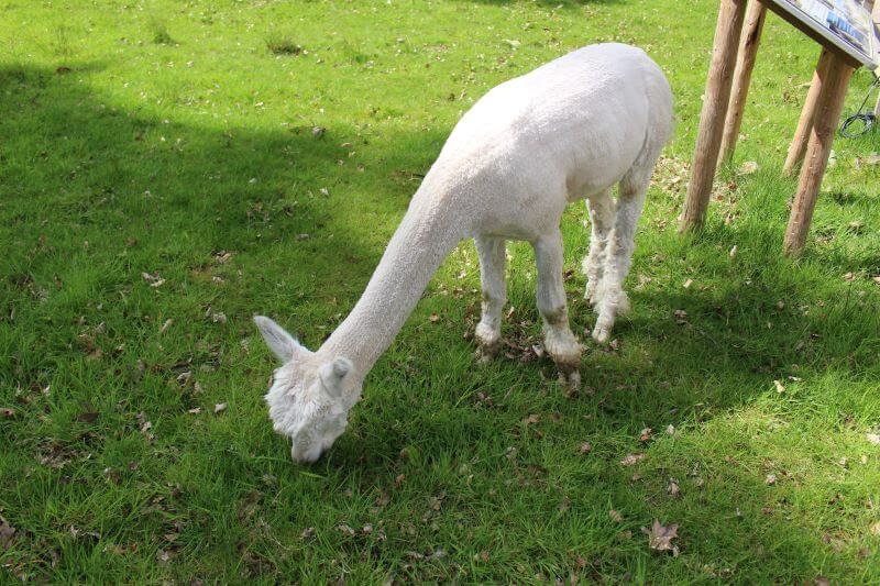 Alpaca at Lingholm