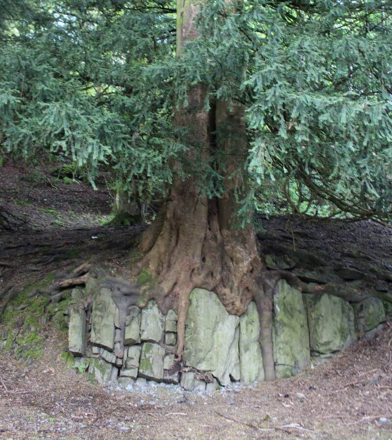 A tree encroaching on rocks