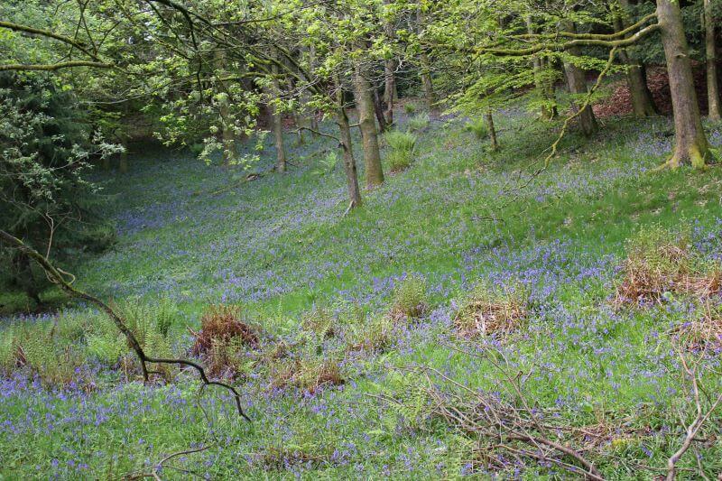 bluebells on Orrest Head