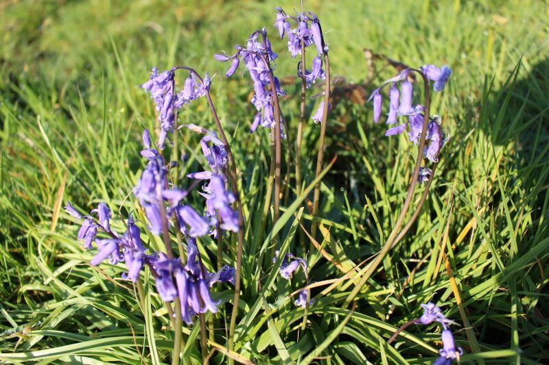 blue bells at Orrest Head