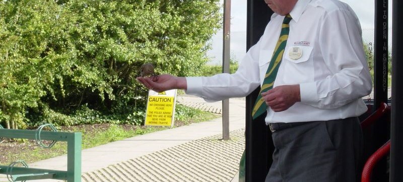 a bus driver feeding a bird