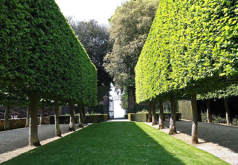 The Stilt Garden at Hidcote