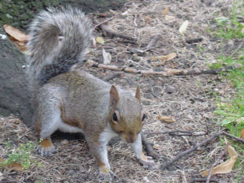 squirrel at Cheltenham Minster, St Mary's