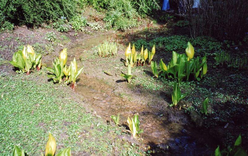 small river at Hidcote Manor Garden