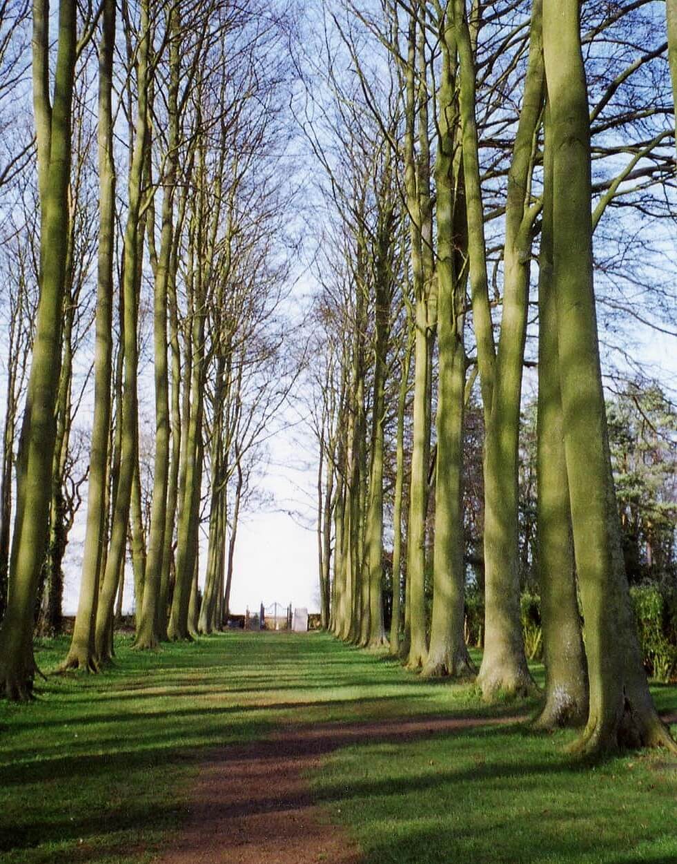 The Beech Alley at Hidcote Manor Garden