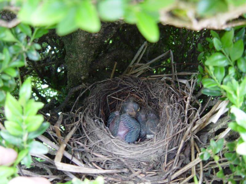 a bird nest at Hidcote Manor Garden