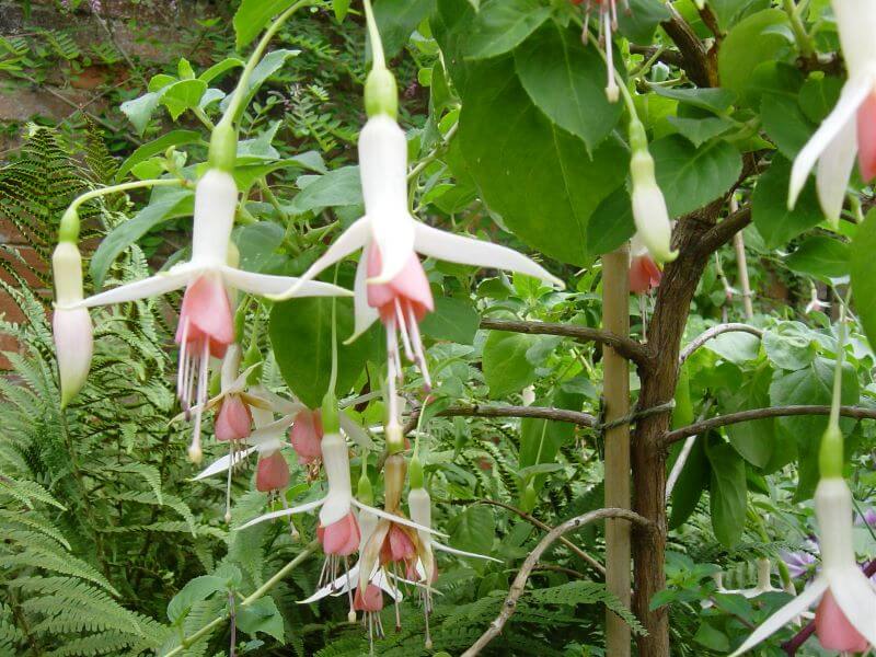 Fuchsia at Hidcote Manor Garden