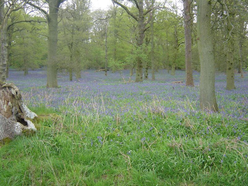 English bluebells in woods