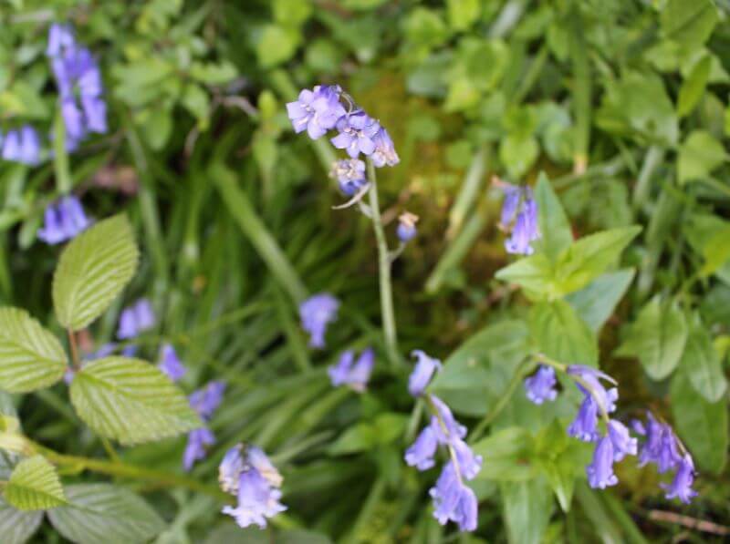 English bluebells