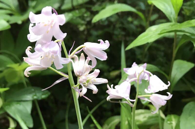 Spanish bluebell