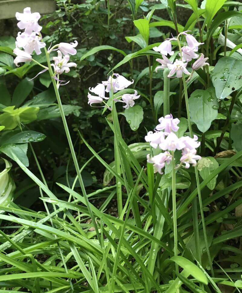 bluebells