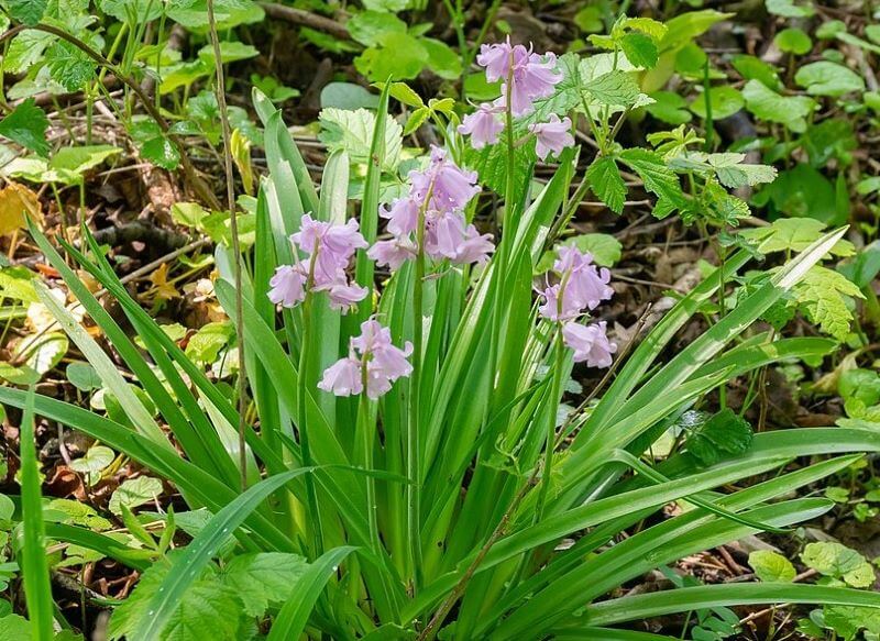 Spanish bluebell