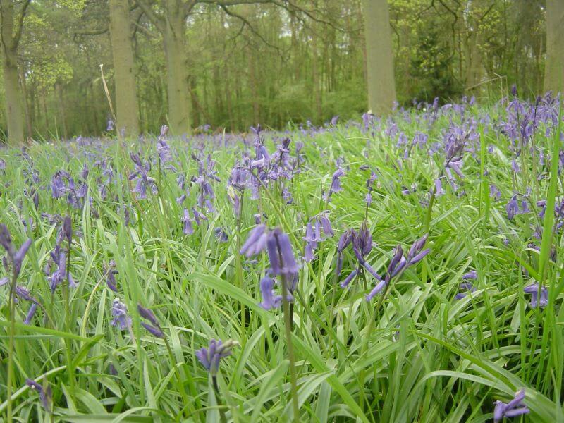 bluebell woods