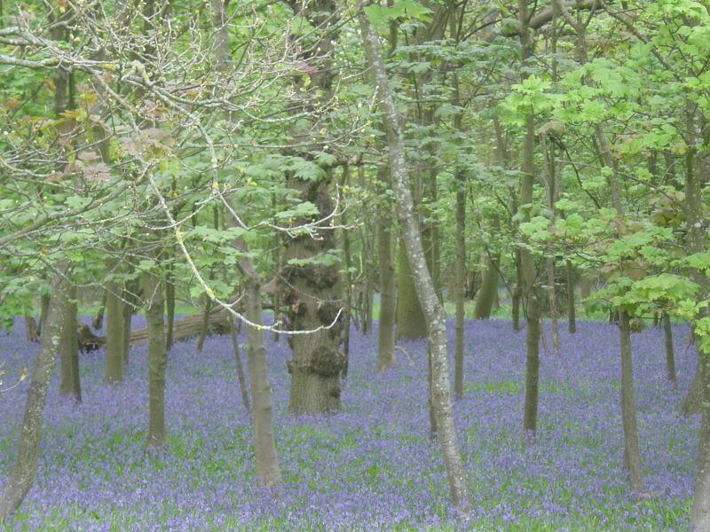 bluebell wood