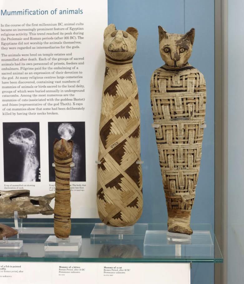 animal mummies