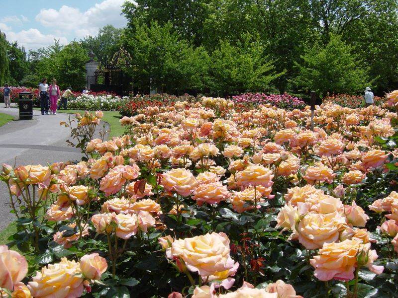 Roses at Regent's Park