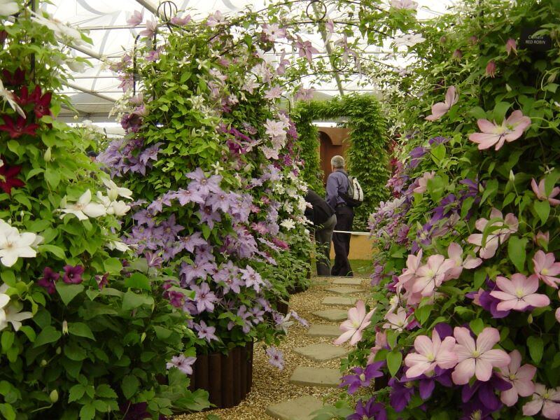 Chelsea Flower Show