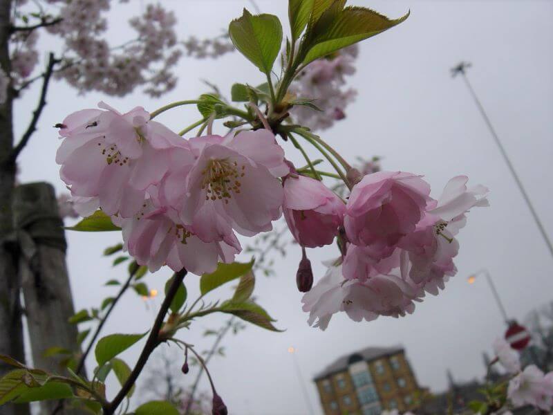 Cherry Blossoms at Springfield Gardens