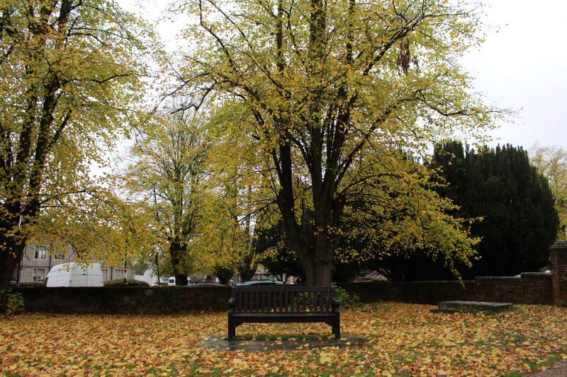 a bench with coloured leaves